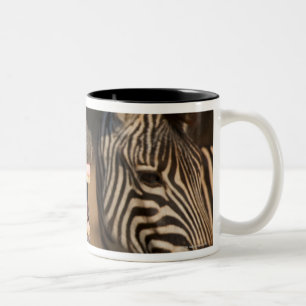 Taza Bicolor Un primer de una cebra que muestra sus dientes,