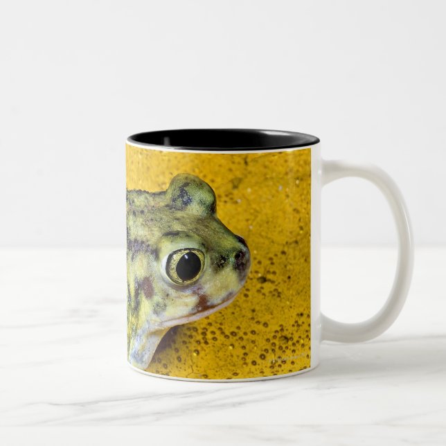 Taza Bicolor Un sapo de spadefoot (Derecha)