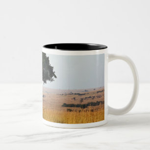 Taza Bicolor Un solo árbol de acacia en llanuras herbáceas, Mas
