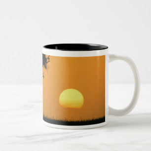 Taza Bicolor Un solo árbol de acacia silueteado al amanecer, Ma