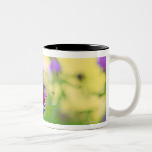 Taza Bicolor Una mariposa de pavo real brillantemente coloreada