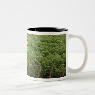 Taza Bicolor Una señal de cruce de tractor amarillo en la viña