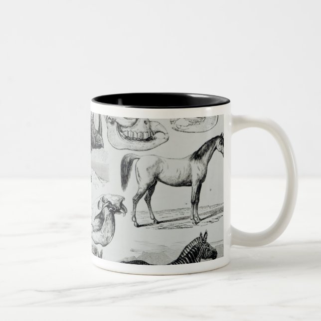 Taza Bicolor Ungulata o animales ungulados (Derecha)