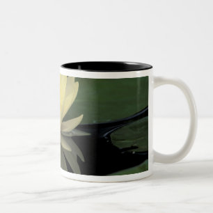 Taza Bicolor USA, Kentucky, Louisville Nenúfar doméstico,