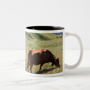 Taza Bicolor vacas en el valle de Tarentaise - raza de Tarine