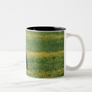 Taza Bicolor Vacas en un campo de flores