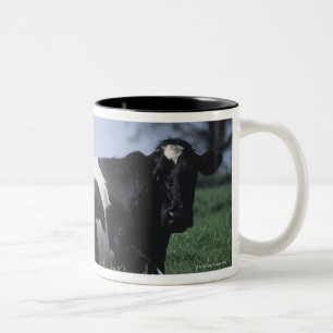 Taza Bicolor vacas en un pasto