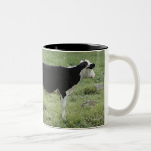 Taza Bicolor Vacas que pastan en el prado, Nueva Escocia,