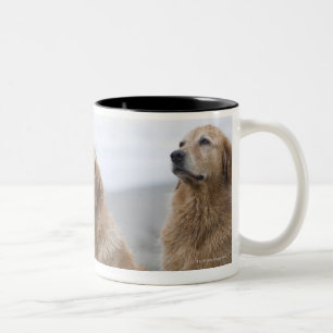 Taza Bicolor Varios perros perdigueros de oro que se sientan en
