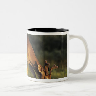 Taza Bicolor Venado de cola blanca, Odocoileus virginianus