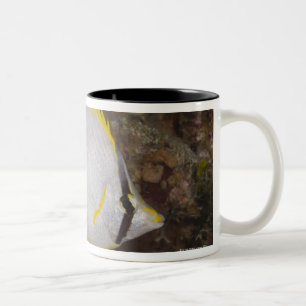 Taza Bicolor Vida subacuática, PESCADO: Spotfin colorido