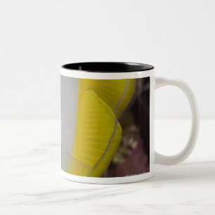 Taza Bicolor Vida subacuática, PESCADO:  Un tropical colorido