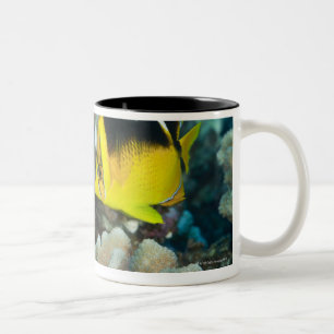 Taza Bicolor Vida subacuática; PESCADOS:  Un par de Fourspot