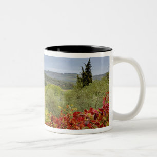 Taza Bicolor Viñedo cerca de Montalcino, Toscana, Italia