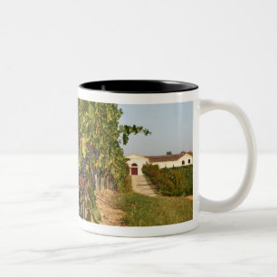 Taza Bicolor Viñedos, vides de petit verdot y la bodega en
