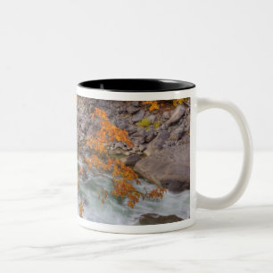 Taza Bicolor WA, Bosque Nacional Wenatchee, Arce y