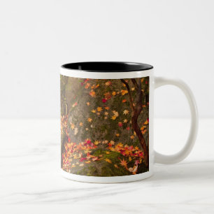 Taza Bicolor WA, Seattle, Arboreto del Parque Washington, Japon