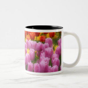 Taza Bicolor WA, Valle de Skagit, Jardín de Tulipanes Roozengaa