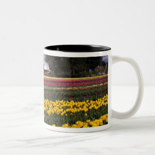 Taza Bicolor WA, Valle de Skagit, Tulipán del Valle de Skagit