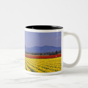 Taza Bicolor WA, Valle de Skagit, Tulipán del Valle de Skagit 2