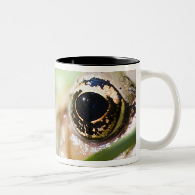 Taza Bicolor Washington, los E.E.U.U. (Derecha)