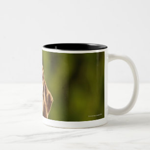 Taza Bicolor Weimaraner