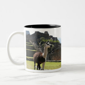 Taza Bicolor Wild Llama Near Ruins
