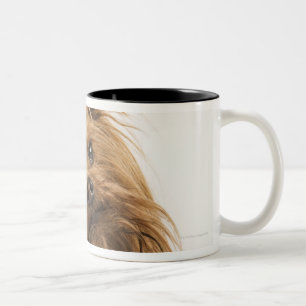 Taza Bicolor Yorkshire Terrier/Yorkie. Raza animada de