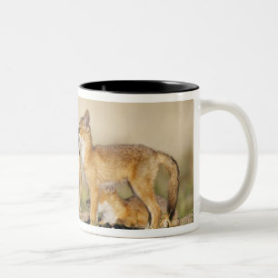 Taza Bicolor Zorro veloz (Vulpes macrotis) joven en madriguera,