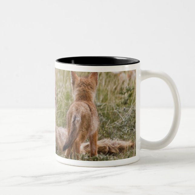 Taza Bicolor Zorro veloz (Vulpes velox) hembra con crías en (Derecha)