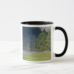 Taza Bison con cría en el Parque Nacional Yellowstone