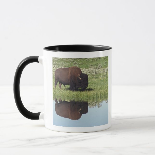 Taza Bisonte (bisonte del bisonte) en prado herboso (Izquierda)