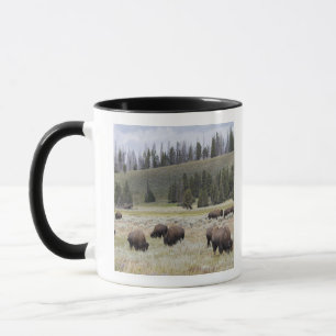 Taza Bisonte en el valle de Hayden de Yellowstone