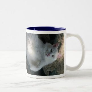 Taza blanca del gato, sorpresa del gatito