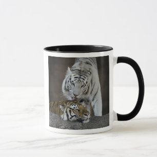 Taza Blanco y reclinación de los tigres de Brown