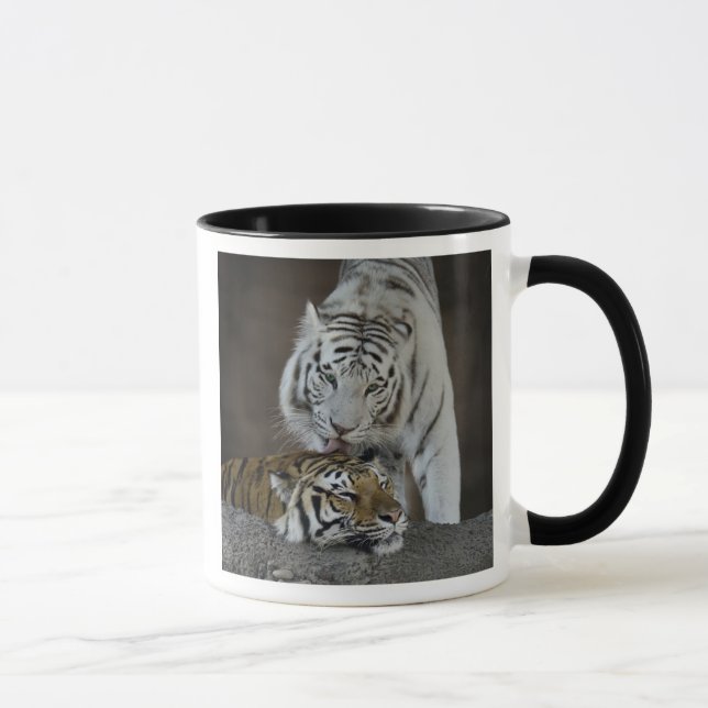 Taza Blanco y reclinación de los tigres de Brown (Derecha)