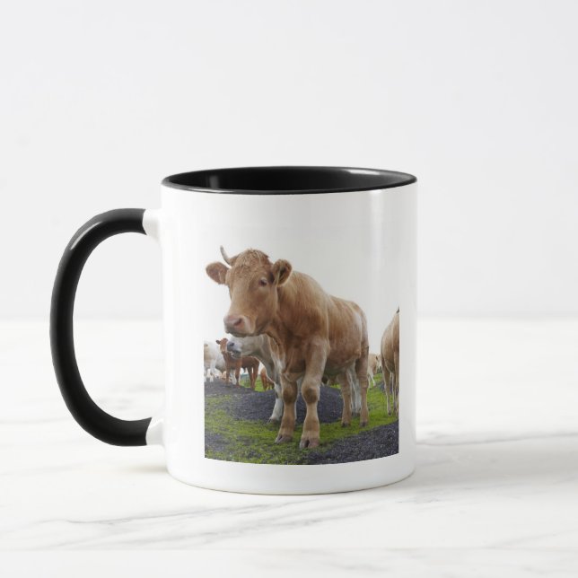 Taza Boda de vacas blancas jóvenes en el campo escocés (Izquierda)