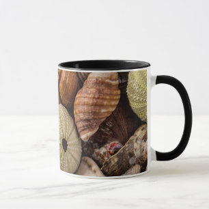 Taza Bomba de conchas marinas mixtas