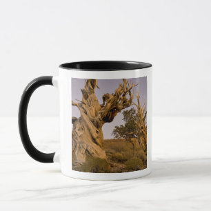 Taza Bosque Antiguo Bristlecone, Montañas Blancas, CA