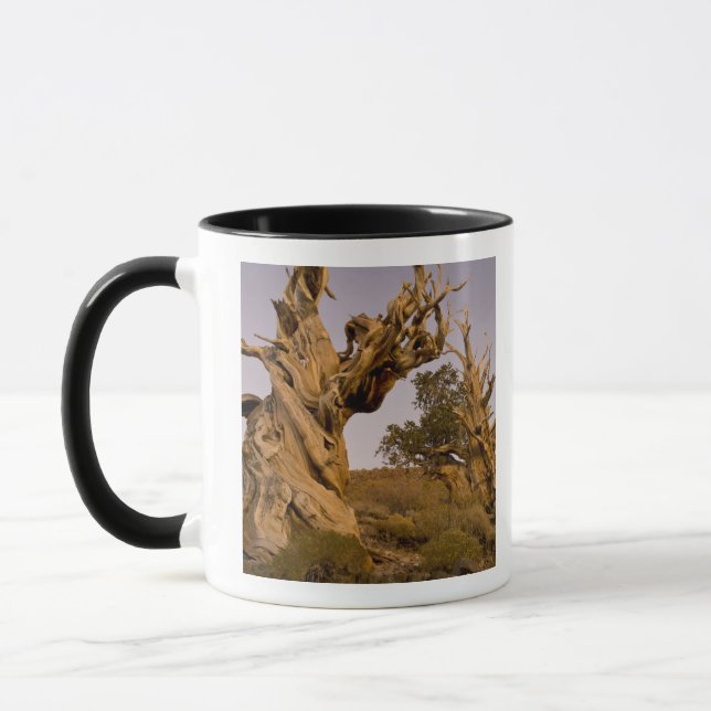 Taza Bosque Antiguo Bristlecone, Montañas Blancas, CA (Izquierda)
