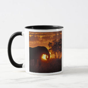 Taza Botsuana, Parque Nacional Chobe, Elefante macho