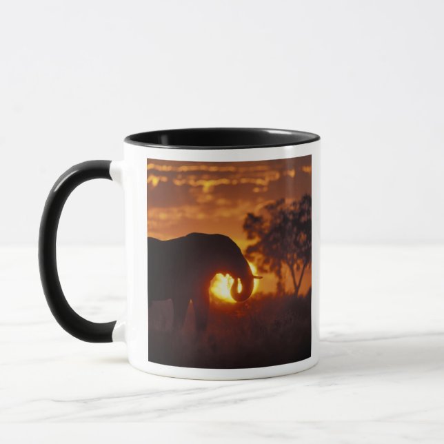 Taza Botsuana, Parque Nacional Chobe, Elefante macho (Izquierda)