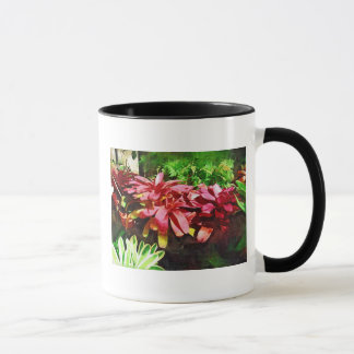 Taza bromeliad tropical, jardín tropical de Fairchild,