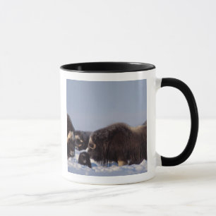 Taza buey almizclero, Ovibos moschatus, toro y vaca