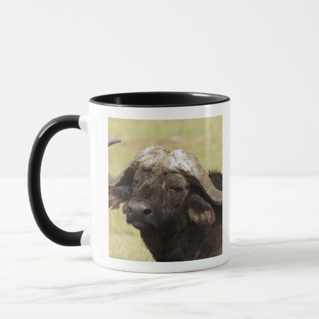 Taza Búfalo africano, Syncerus caffer (Izquierda)