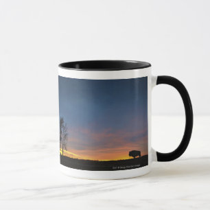 Taza Búfalo en la puesta del sol en parque nacional de