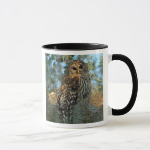 Taza Búho barrado en reposo en algún musgo español