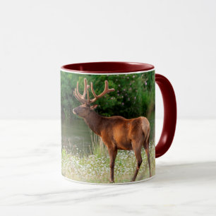 Taza Bull Elk in the National Bison Range, Montana