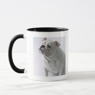 Taza Bulldog inglés blanco que se sienta en estudio,