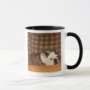 Taza bulldog que miente en un sofá